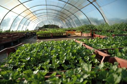 Greenhouses