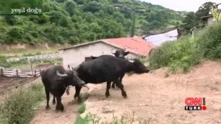 PAGEV Başkanı Yavuz Eroğlu CNN TURK Yeşil Doğa 06 Aralık 2015